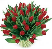 Bukiet 35 Tulipanów Czerwonych