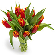 Bukiet 12 tulipanów strzępiastych