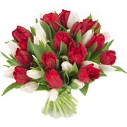 Bukiet 21 tulipanów czerwono-białych