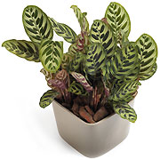 Maranta w doniczce