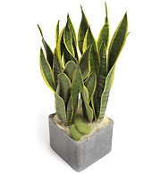 Sansevieria