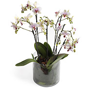 Phalaenopsis w naczyniu