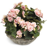 Begonia w doniczce