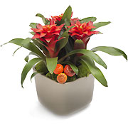 Guzmania