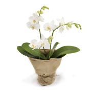 Biały Phalaenopsis