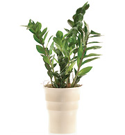 Zamioculcas