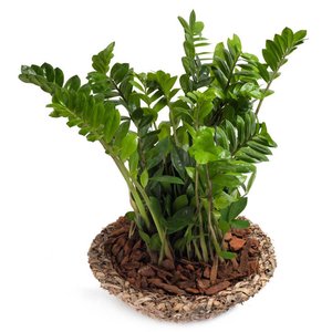 Dzień Matki Poczta lub Kurier kwiaty - Zamioculcas