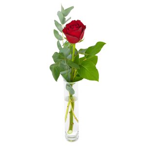 1 Róża Czerwona  - róże z dowozem do domu