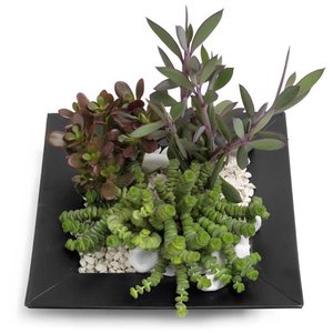 Dzień Matki Poczta lub Kurier kwiaty - Succulent