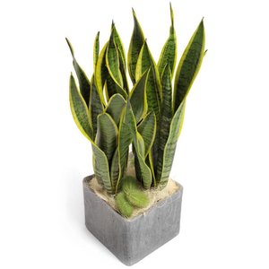 Sansevieria