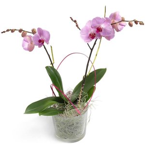 Dzień Matki Poczta lub Kurier kwiaty - Cukierkowa Orchidea