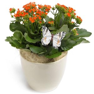 Dzień Matki Poczta lub Kurier kwiaty - Kalanchoe