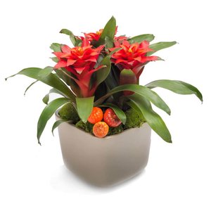 Dzień Matki Poczta lub Kurier kwiaty - Guzmania