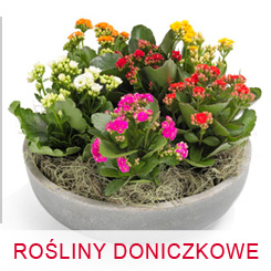 Rośliny doniczkowe Bielsko-Białadostawa do domu